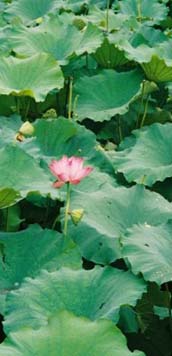 Lotus Ponds